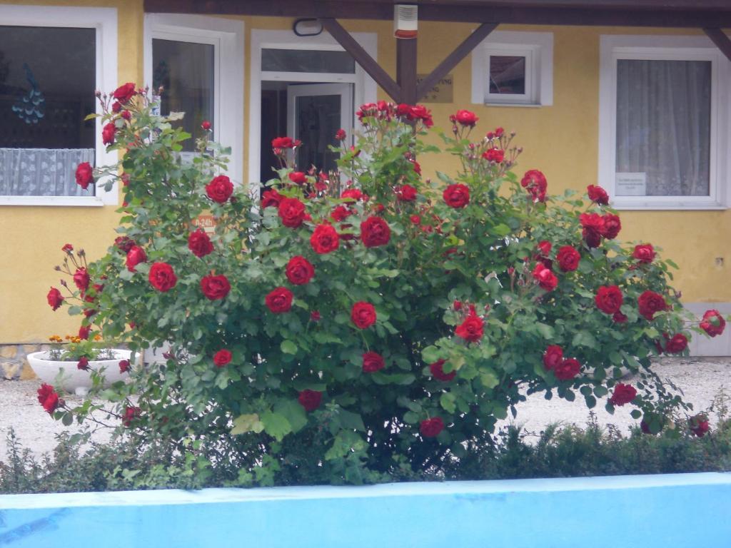 Tulipan Bungalow Camping Resort Дьєнешдіаш Екстер'єр фото